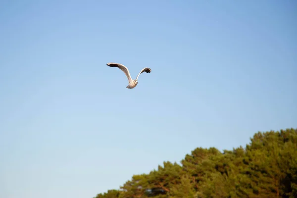 A seagull flies on the beach — Stock Photo, Image