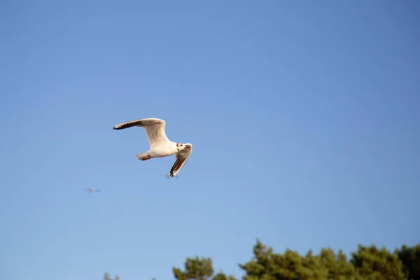 A seagull flies on the beach — Stock Photo, Image