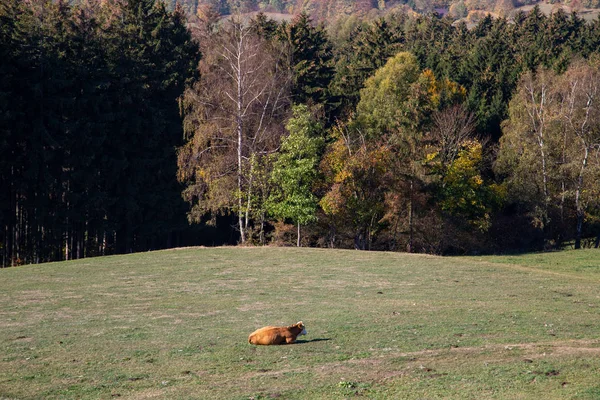 Vacas marrons em um pasto em um pasto de montanha em Vogtland — Fotografia de Stock