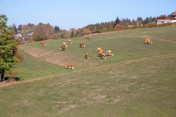 Vacas marrons em um pasto em um pasto de montanha em Vogtland — Fotografia de Stock