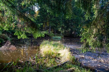 Sonbaharda ormanda küçük bir göl