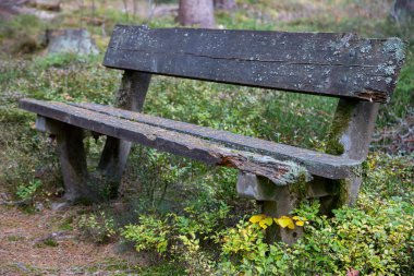 Ormandaki eski, harap bir banka..