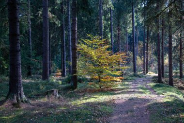 Sonbaharda birçok kökleri olan bir orman yolu.