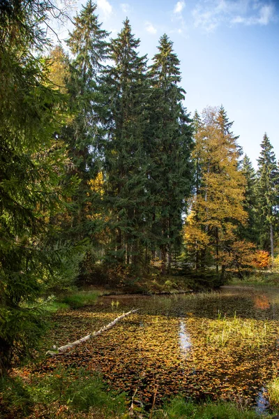 Małe Jeziorko Lesie Jesienią — Zdjęcie stockowe