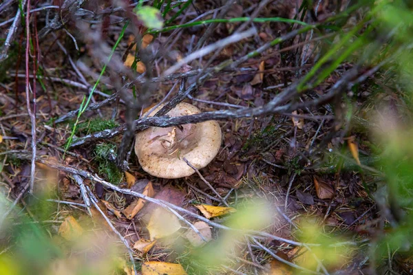 En svamp gömd under kvistar och grenar — Stockfoto