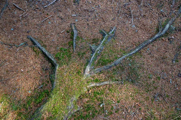 Корни дерева с мхом, который выглядит как рука . — стоковое фото