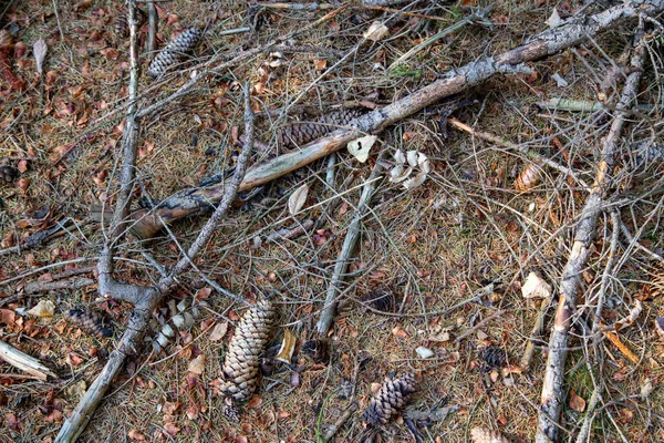 Suelo forestal con conos de abeto, ramas caídas y conos de abeto viejos —  Fotos de Stock
