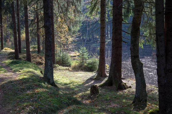 Egy erdei ösvény sok gyökerekkel ősszel — Stock Fotó