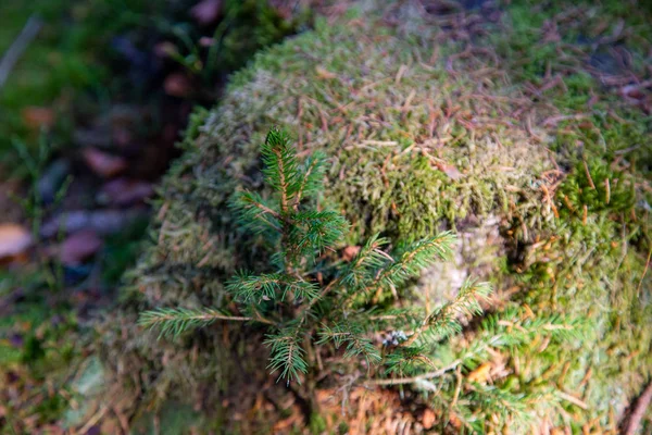 Musgo en un árbol — Foto de Stock