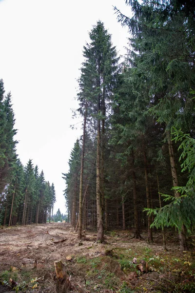 Egy utat vágtak át az erdőn, hogy új erdőket ültessenek.. — Stock Fotó