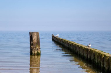 Baltık Denizi 'ndeki Groyne' ler deniz kıyısındaki tatil beldesinde küçük dalgalarla