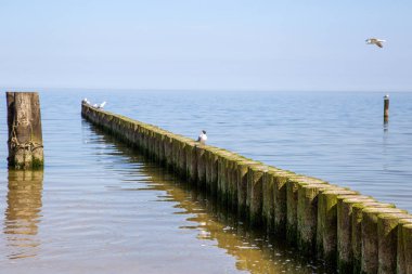 Baltık Denizi 'ndeki Groyne' ler deniz kıyısındaki tatil beldesinde küçük dalgalarla