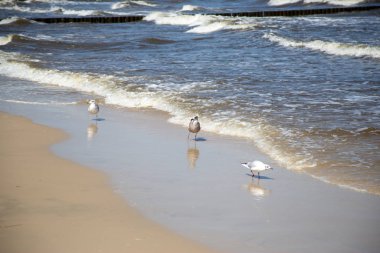 Birçok martı Baltık Denizi sahillerinde yiyecek arıyor.