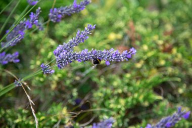Sırtında bir sürü polen olan bir yaban arısı bir lavantanın üzerine oturur.