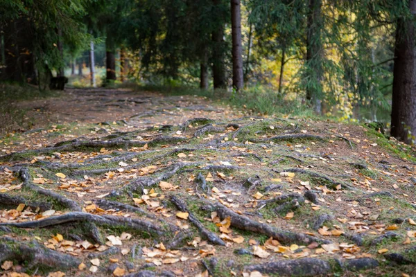 Egy erdei ösvény sok gyökerekkel ősszel — Stock Fotó