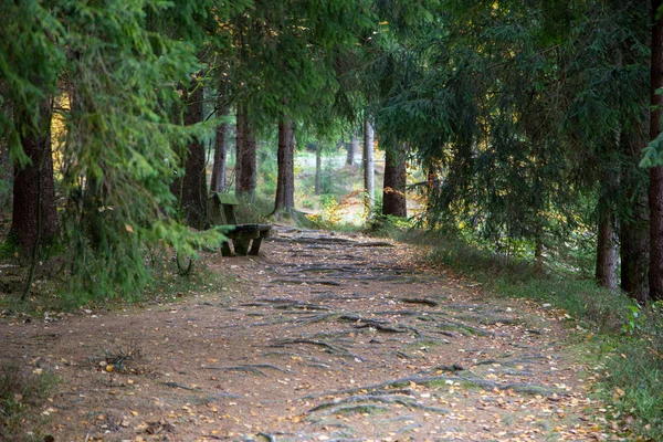 Egy erdei ösvény sok gyökerekkel ősszel — Stock Fotó