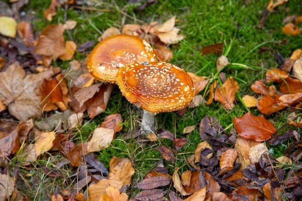 Två pallar med löv i skogen — Stockfoto