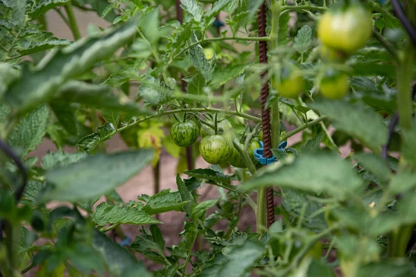 Tomates não maduros em casa no jardim no arbusto — Fotografia de Stock