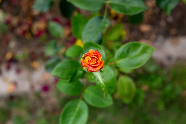 Uma bela rosa no jardim — Fotografia de Stock