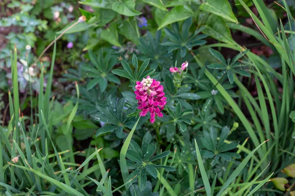 Lupinia in the grass after the rain — 스톡 사진