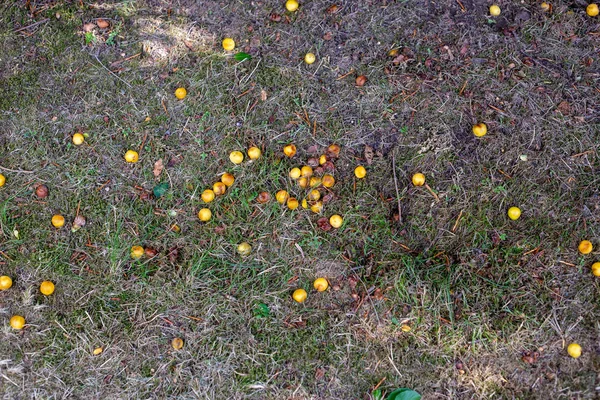 Overrijpe mirabelle pruimen zijn uit de boom gevallen en liggen — Stockfoto