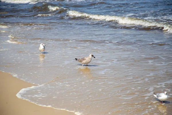 Many seagulls on the beach at the Baltic Sea search for food — Stock Photo, Image