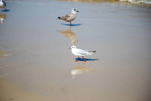 Many seagulls on the beach at the Baltic Sea search for food — Stock Photo, Image