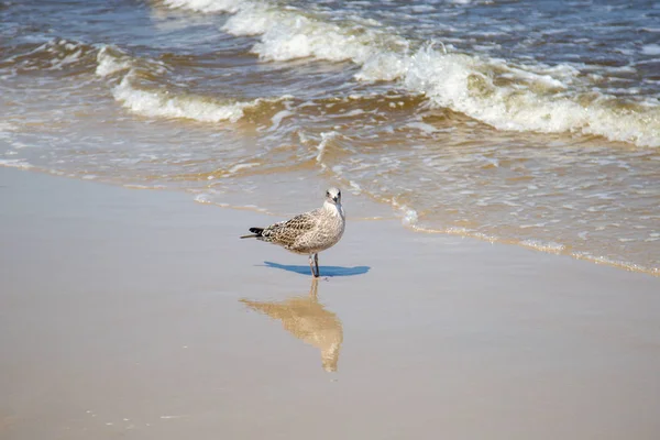 Many seagulls on the beach at the Baltic Sea search for food — Stock Photo, Image