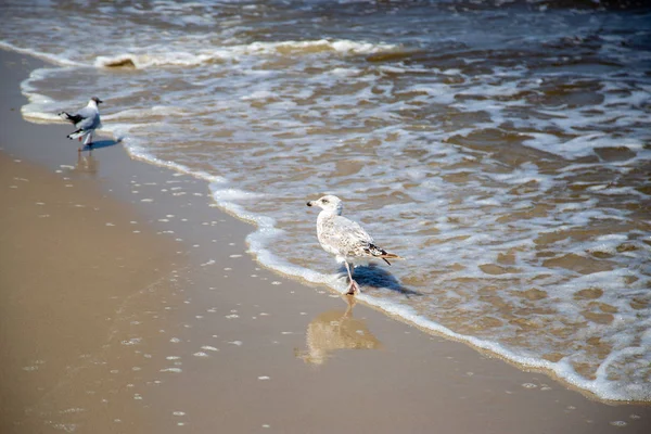 Many seagulls on the beach at the Baltic Sea search for food — Stock Photo, Image