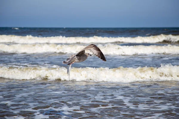 A seagull approaching to land in the wate — Stock Photo, Image