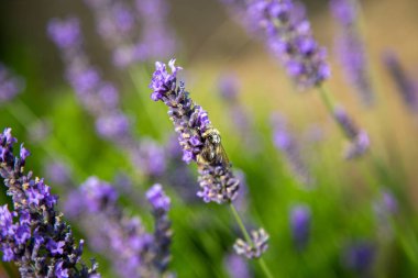 Sırtında bir sürü polen olan bir yaban arısı bir lavantanın üzerine oturur.
