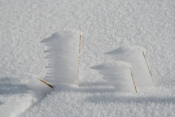 Snowy Icy Branches Winter — Stock Photo, Image