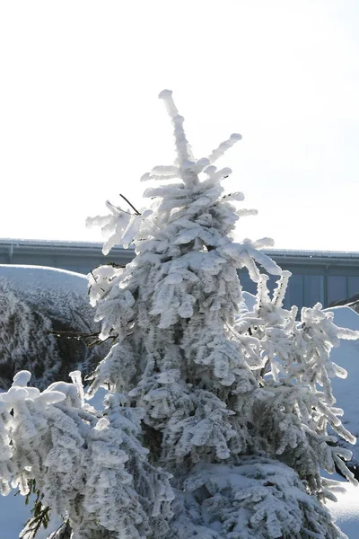Χειμώνας Στο Βουνό Brocken Βαριά Χιονόπτωση Κάλυψε Έλατα Στη Λιακάδα — Φωτογραφία Αρχείου