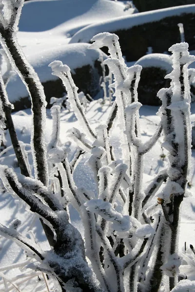 Iced Branches Bush Winter — Stock Photo, Image