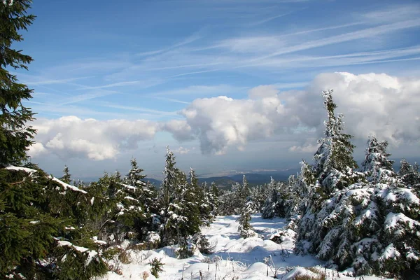 Vinter Bjerget Brocken Med Tunge Snefald Dækket Grantræer Solskin - Stock-foto