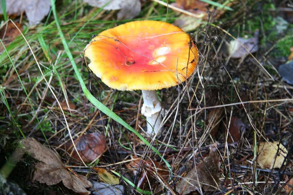 Flugagarisk Skogen Hösten — Stockfoto