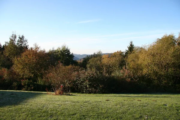 Vista Sobre Andreasberg Con Arbustos Bosque Primer Plano —  Fotos de Stock