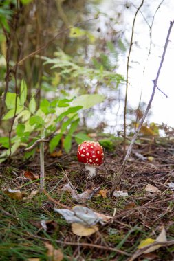 Sonbaharda Vogtland, Saksonya 'da Schoeneck' te Laub ve Moss arasındaki ormanda zehirli mantar..