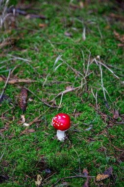 Sonbaharda Vogtland, Saksonya 'da Schoeneck' te Laub ve Moss arasındaki ormanda zehirli mantar..