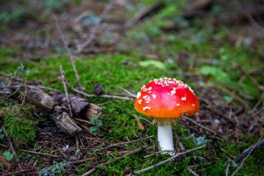 Sonbaharda Vogtland, Saksonya 'da Schoeneck' te Laub ve Moss arasındaki ormanda zehirli mantar..