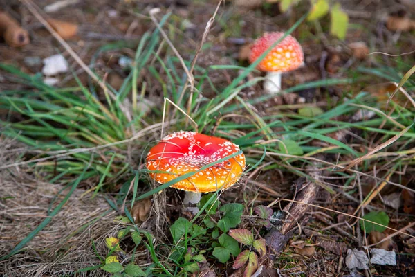 Toadstool Skogen Mellan Laub Och Moss Schoeneck Vogtland Sachsen Hösten — Stockfoto