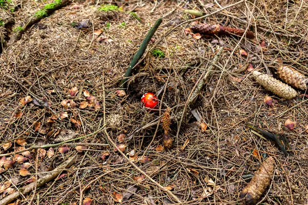 Toadstool Floresta Entre Laub Moss Schoeneck Vogtlândia Saxônia Outono — Fotografia de Stock