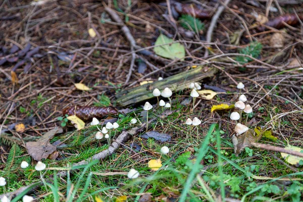 Mycena Epipterygia Stretchig Hjälm Skogen Schoeneck Saxonian Vogtland Hösten — Stockfoto