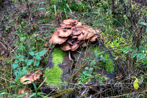 Champignons Bruns Sur Une Forêt Arbres Morts Schoeneck Dans Vogtland — Photo