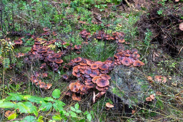 Bruine Paddestoelen Een Dood Bomenbos Van Schoeneck Het Saksische Vogtland — Stockfoto