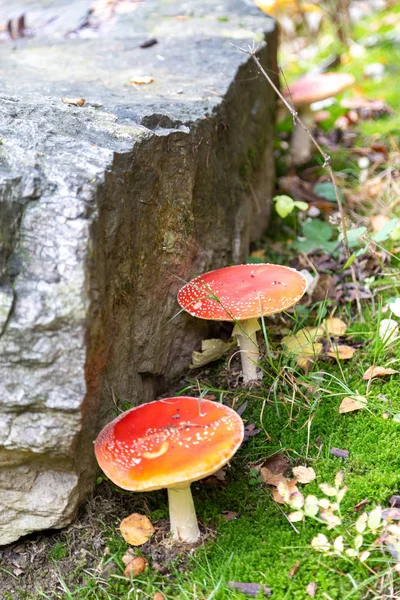 Taburete Bosque Entre Laub Moss Schoeneck Vogtland Sajonia Otoño — Foto de Stock