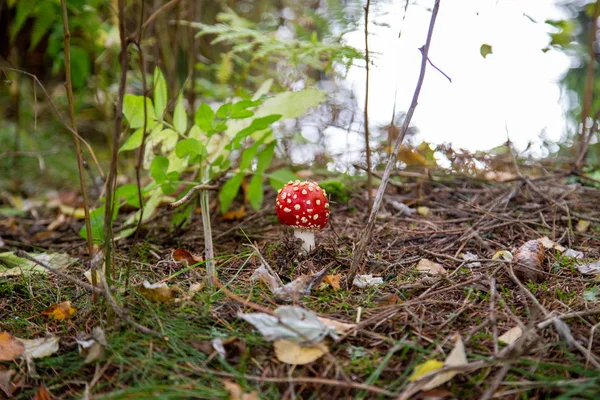 Toadstool Skogen Mellan Laub Och Moss Schoeneck Vogtland Sachsen Hösten — Stockfoto