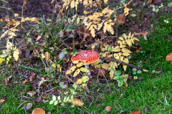 Toadstool Skogen Mellan Laub Och Moss Schoeneck Vogtland Sachsen Hösten — Stockfoto