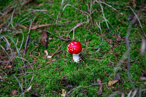 Toadstool Skogen Mellan Laub Och Moss Schoeneck Vogtland Sachsen Hösten — Stockfoto