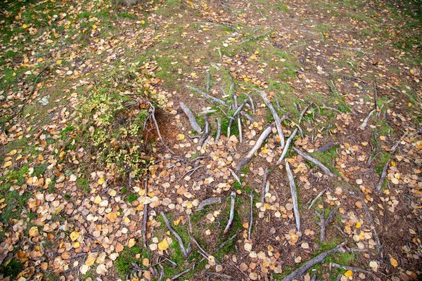 在撒克逊沃格兰德的肖内克森林里 与莫斯在一条远足小径上的老树根 — 图库照片